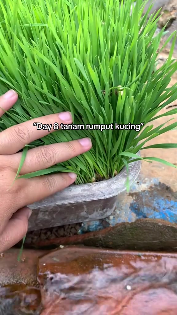 Tanam rumput kucing sendiri di apartment KL: media mana menang, kulat kenapa datang, dan kiraan RM sepusingan