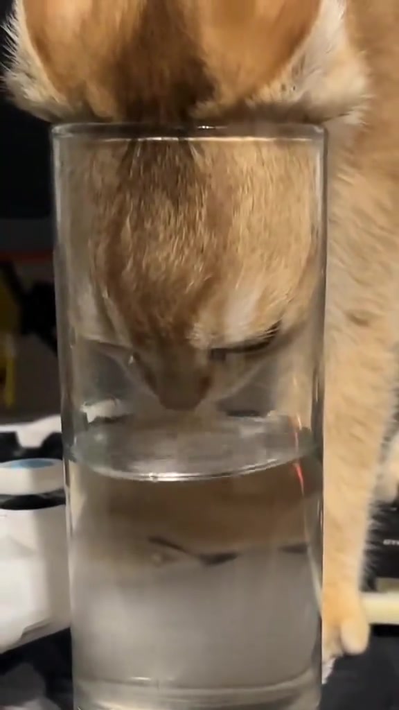 Kucing malas minum air: kiraan ml sehari, kenapa gelas kita lagi sedap, dan setup stesen air di apartment KL
