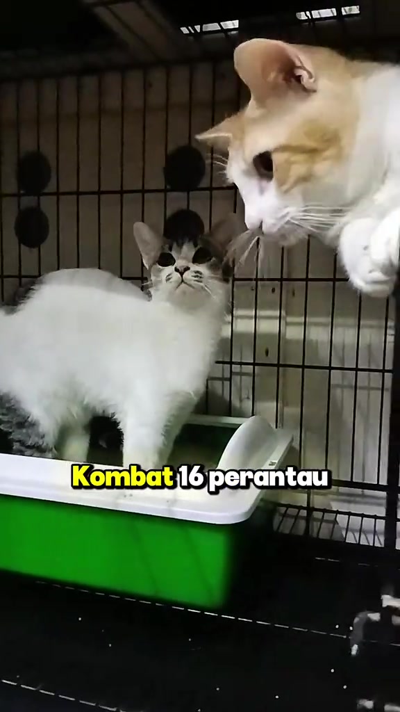 Dua ekor kucing dalam sangkar hotel kucing, seekor berdiri dalam bekas pasir hijau