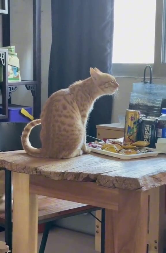 Kucing oren duduk tegang atas meja kayu, telinga ke sisi dan badan condong ke depan