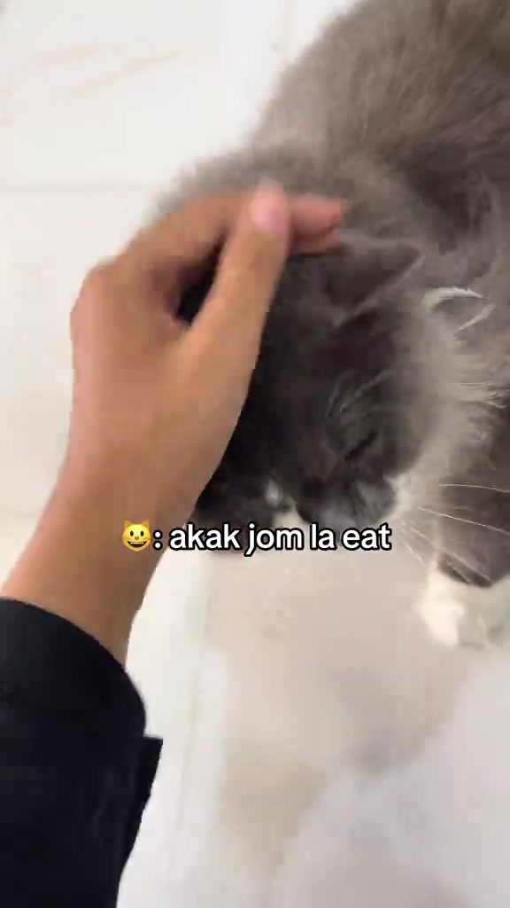 Tangan cat sitter mengusap kepala kucing kelabu di rumah pelanggan semasa lawatan
