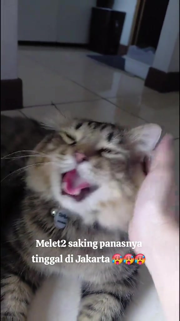 Kucing tabby berbulu panjang mengah dengan mulut terbuka sambil kepala dia diusap