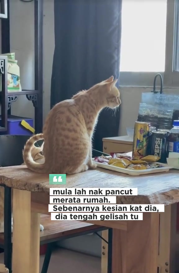 Kucing oren yang sama atas meja dengan kapsyen video tentang pancut merata rumah sebab kucing tengah gelisah