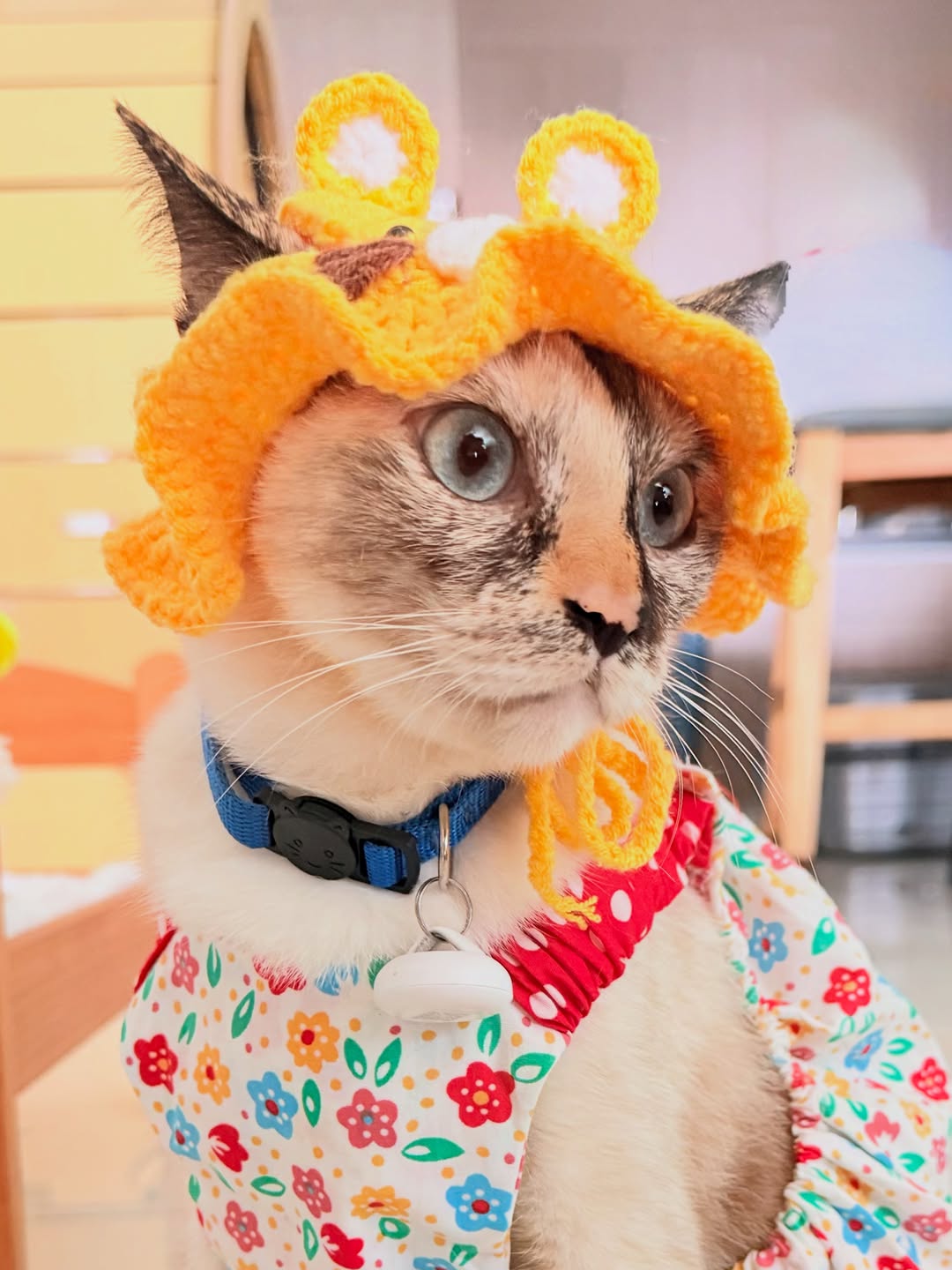 Kucing calico bertopi rajut oren dan berbaju bunga duduk tenang di dalam rumah