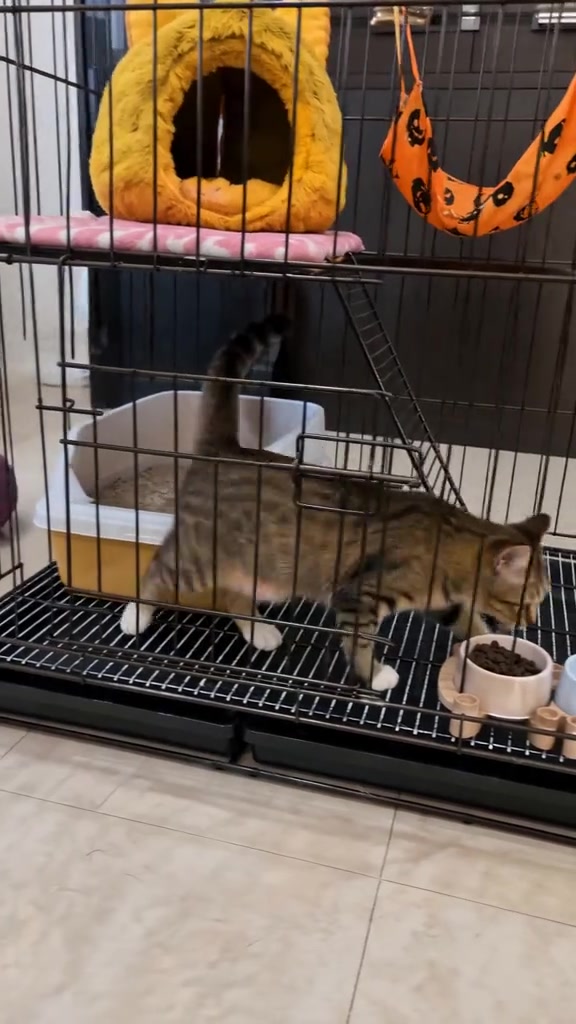 Kucing belang berdiri dalam sangkar wayar dua tingkat yang memuatkan kotak pasir, mangkuk kibbles dan katil bulu kuning