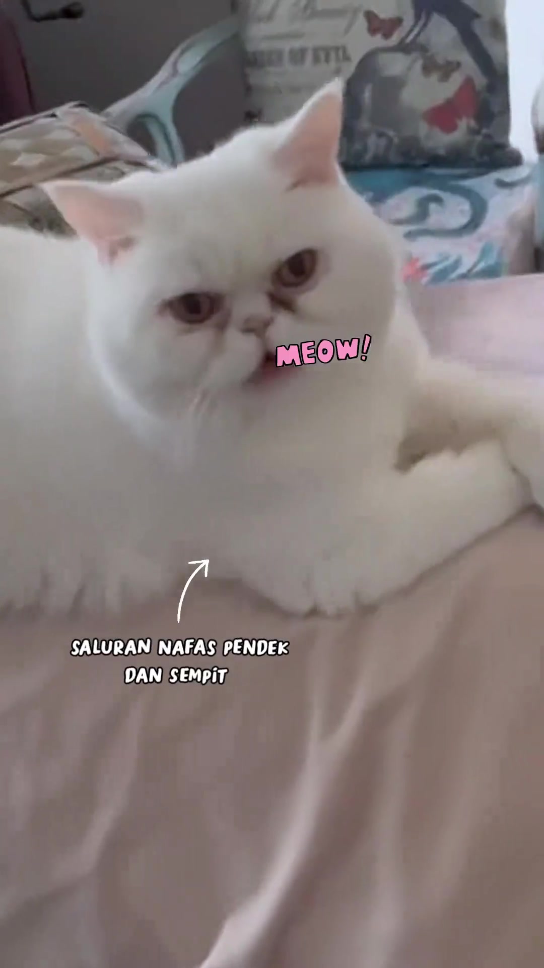 Kucing putih muka penyet baring di atas katil dengan teks saluran nafas pendek dan sempit