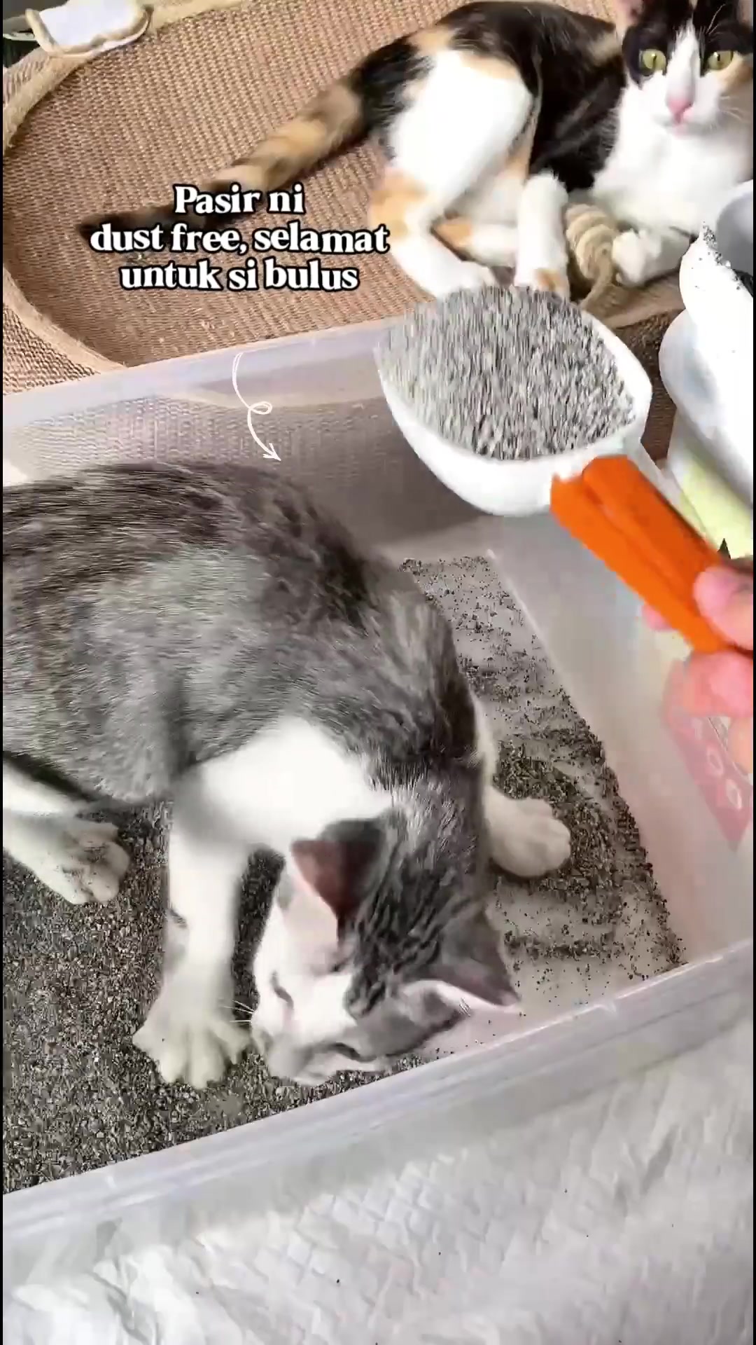 Dua kucing dalam dan di tepi kotak pasir sementara scoop putih mengangkat pasir berbutir kelabu