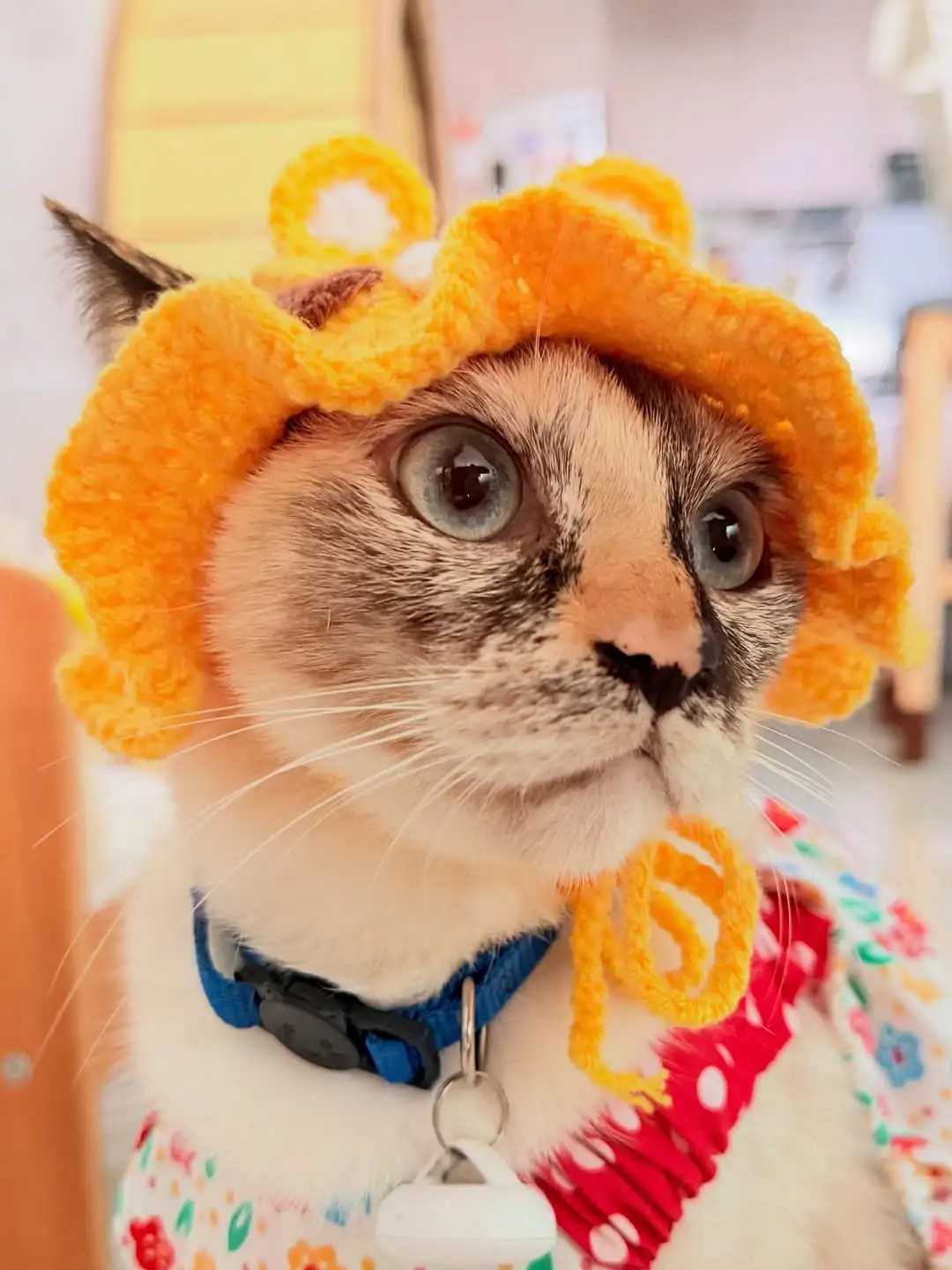 Bawa kucing tengok wayang di GSC: contest #CatInTheHatMY tutup 25 Oktober, dan aturan untuk majikan dalam pawagam