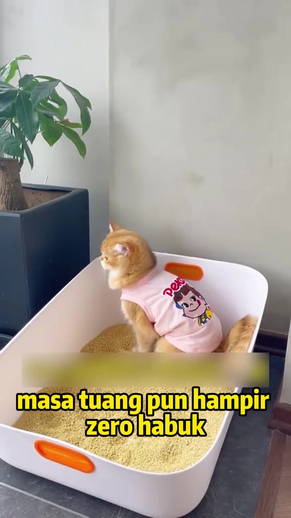 Kucing oren berbaju merah jambu duduk dalam kotak pasir berisi pasir halus warna kuning