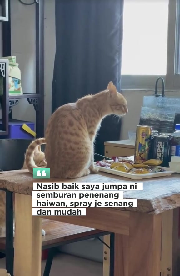 Kucing oren duduk atas meja kayu dengan kapsyen video pemilik tentang semburan penenang haiwan yang senang dan mudah pakai