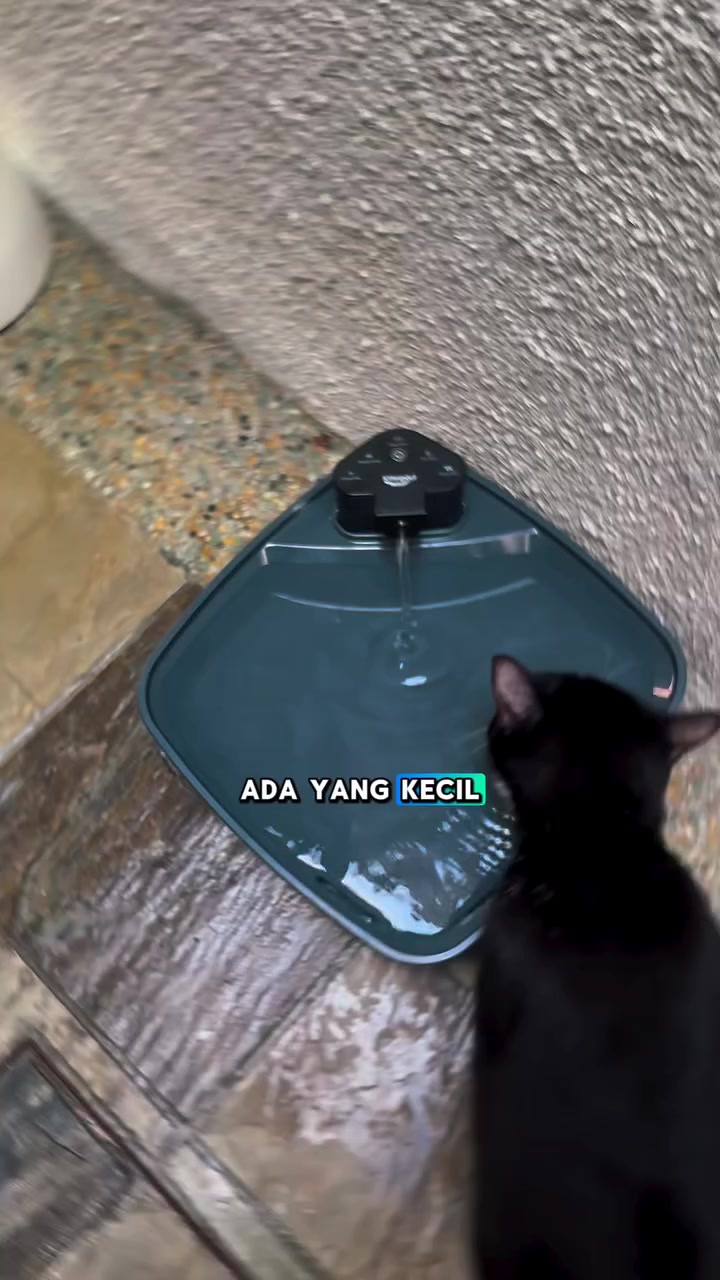 Kucing hitam memandang aliran air yang jatuh ke dulang fountain rata berwarna hijau