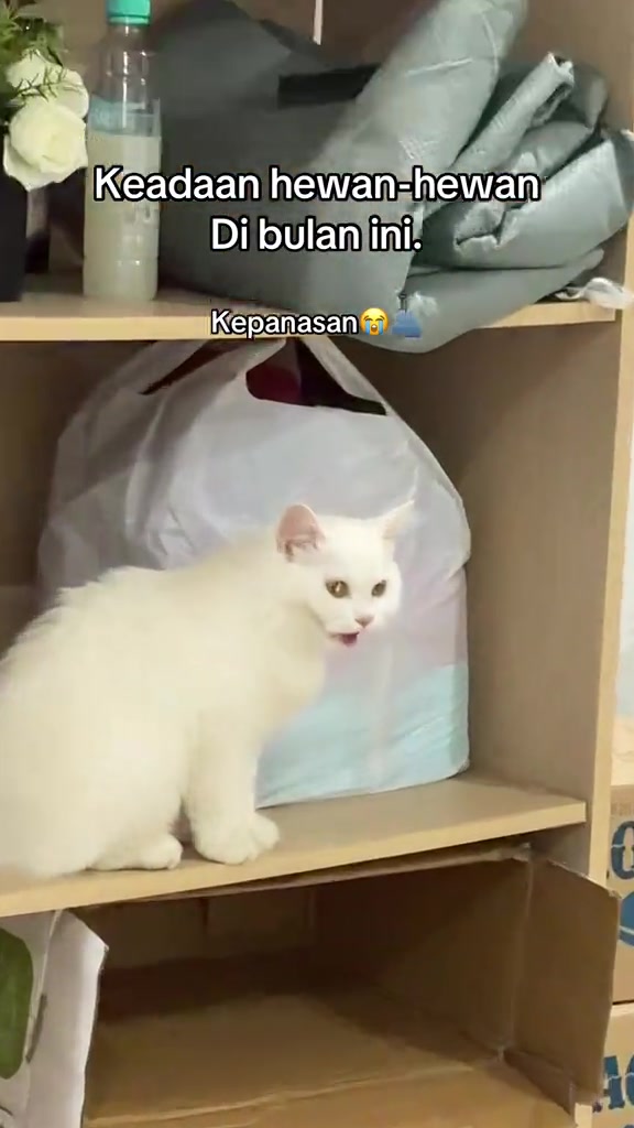 Kucing putih duduk atas rak dalam rumah, mulut terbuka mengah kerana kepanasan
