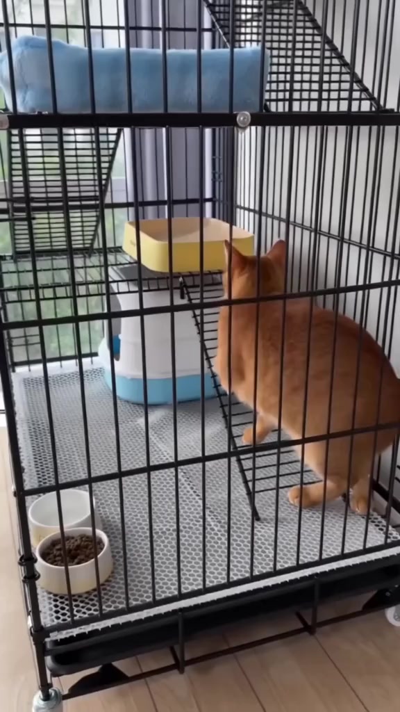 Kucing oren dalam sangkar wayar empat tingkat dengan kotak pasir bertutup dan mangkuk makanan di tingkat bawah