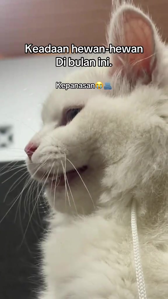 Muka kucing putih dari dekat, mulut terbuka sedikit dan nafas laju kerana panas