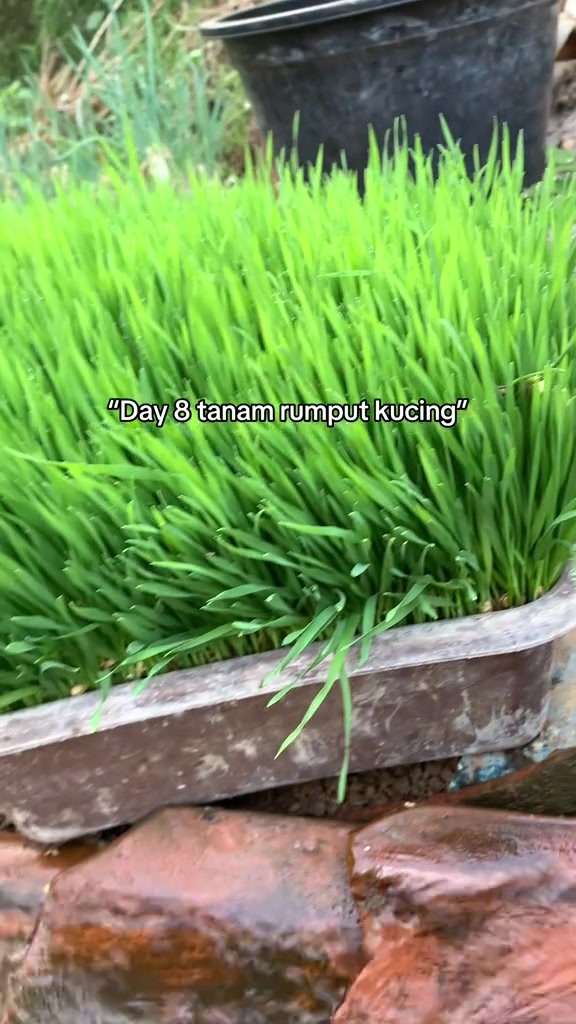 Becas panjang berisi rumput kucing hijau subur dan padat pada hari ke-8 semaian