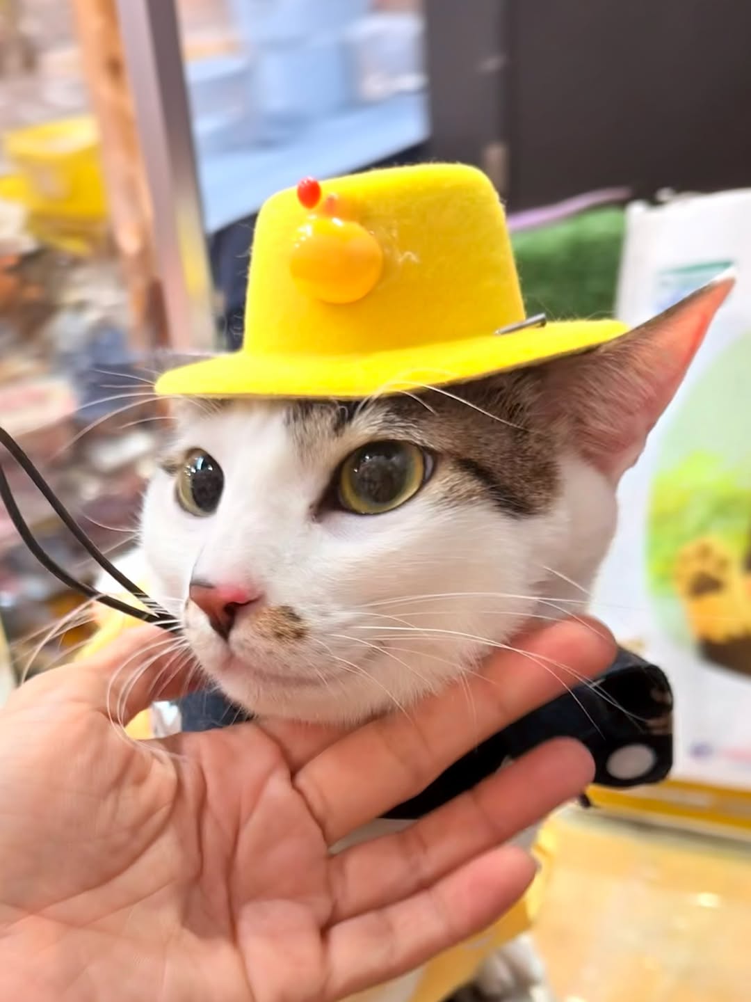 Kucing putih berbelang bertopi kuning tenang sambil dagunya disangga tangan pemilik