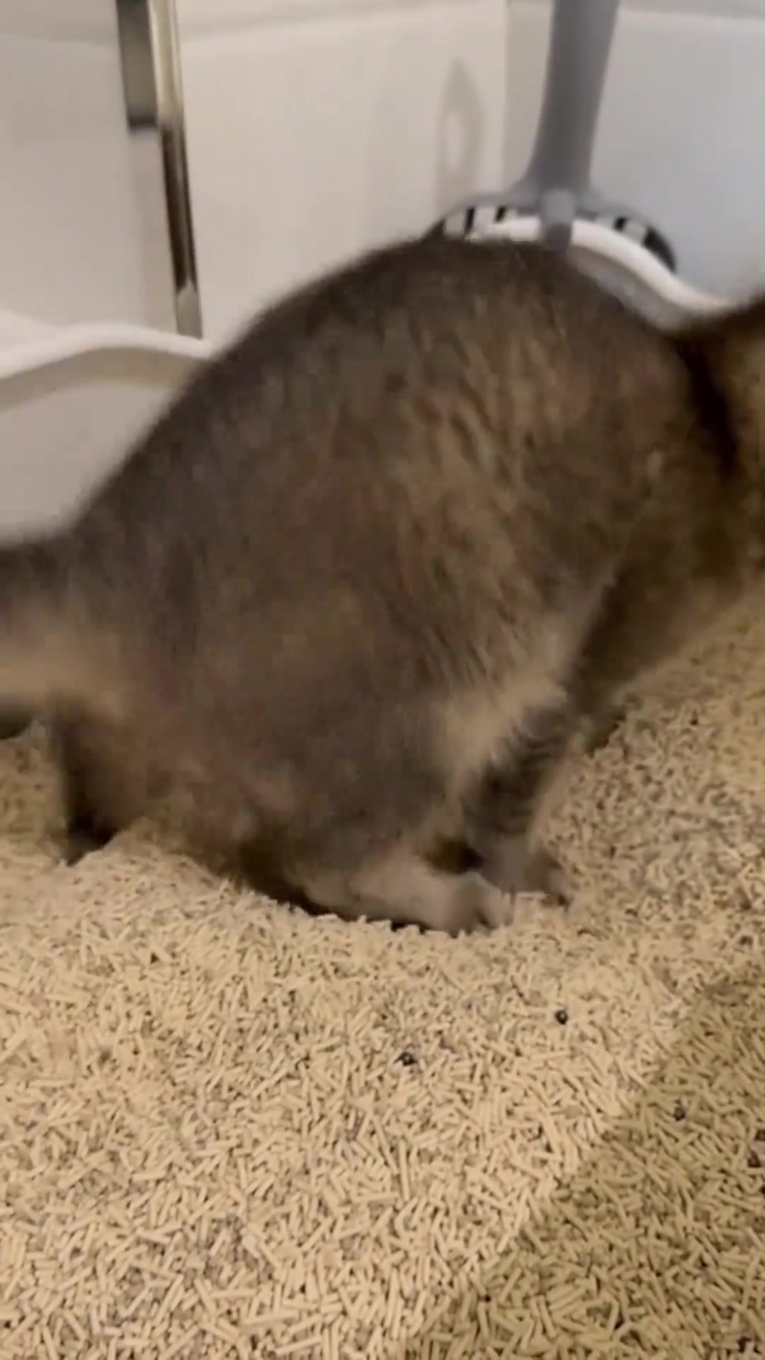 Pasir kucing berhabuk: kenapa label 'dust-free' pun masih berdebu, dan cara saya kawal habuk dalam apartment KL