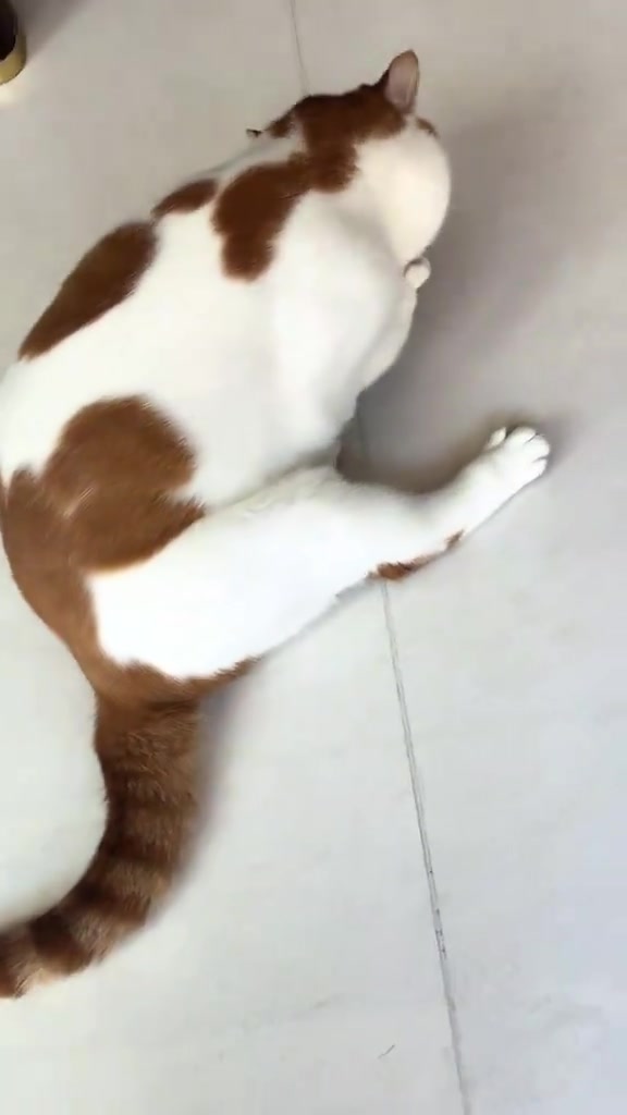Kucing oren dan putih terbaring renggang atas jubin putih yang sejuk