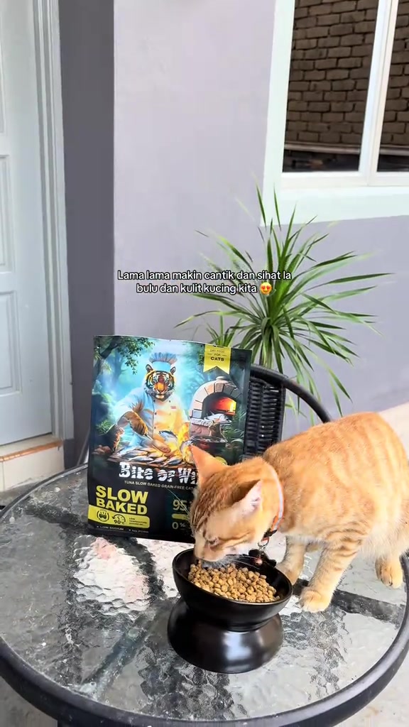 Kucing oren makan kibbles dari mangkuk hitam di sebelah bungkus Bite of Wild
