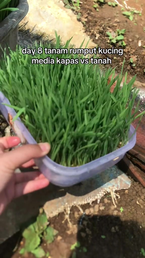 Tangan mengangkat bekas plastik separa lutsinar berisi rumput kucing menunjukkan media semaian tanpa tanah di dalamnya