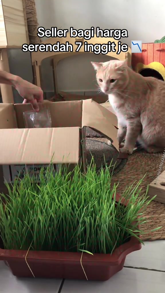 Kucing bulu krem duduk di sebelah bekas coklat berisi rumput kucing hijau segar sementara tangan membuka kotak berisi pek benih