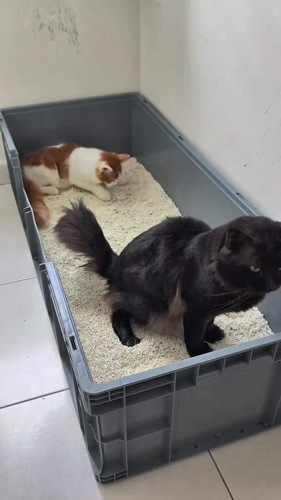 Cuci kotak pasir kucing: jadual cedok harian, tukar penuh tiap minggu, dan pencuci yang saya elak sebab toksik