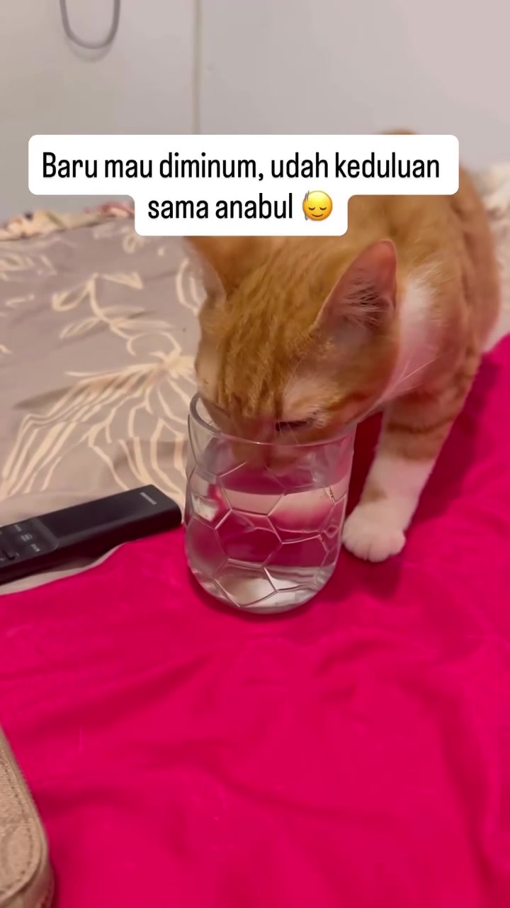 Kucing oren putih menunduk minum dari gelas berisi air di atas katil bersarung merah jambu