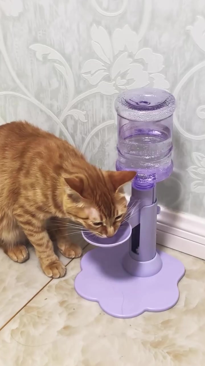 Kucing oren menunduk minum dari mangkuk kecil pada penyalur air graviti berwarna ungu