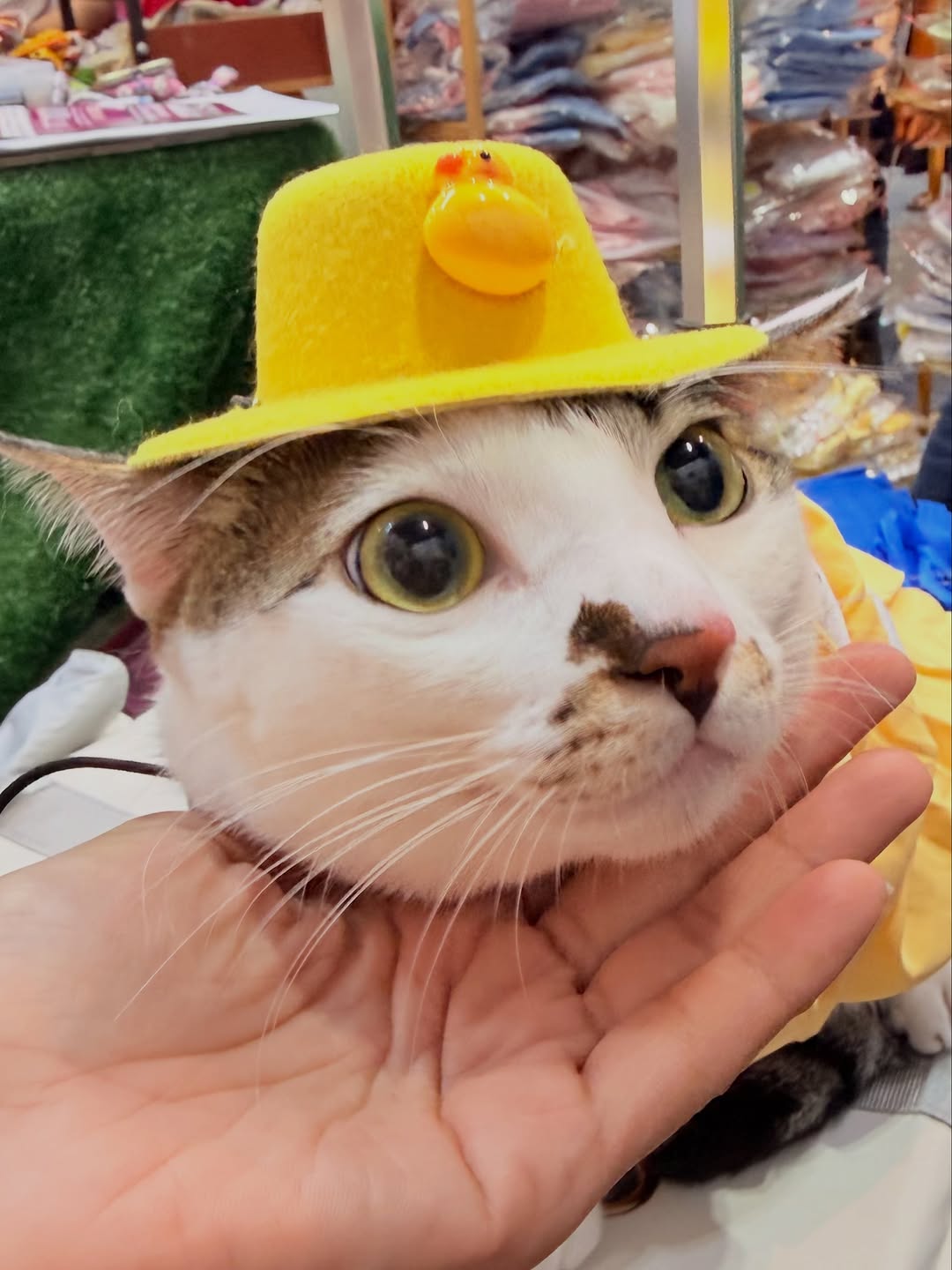 Kucing putih berbelang bertopi kuning berhias itik kecil, dagunya disangga tangan pemilik