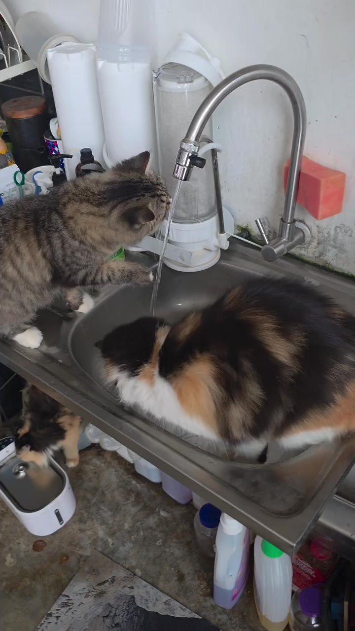 Dua kucing menunduk minum aliran air paip yang menitik ke dalam sinki stainless steel