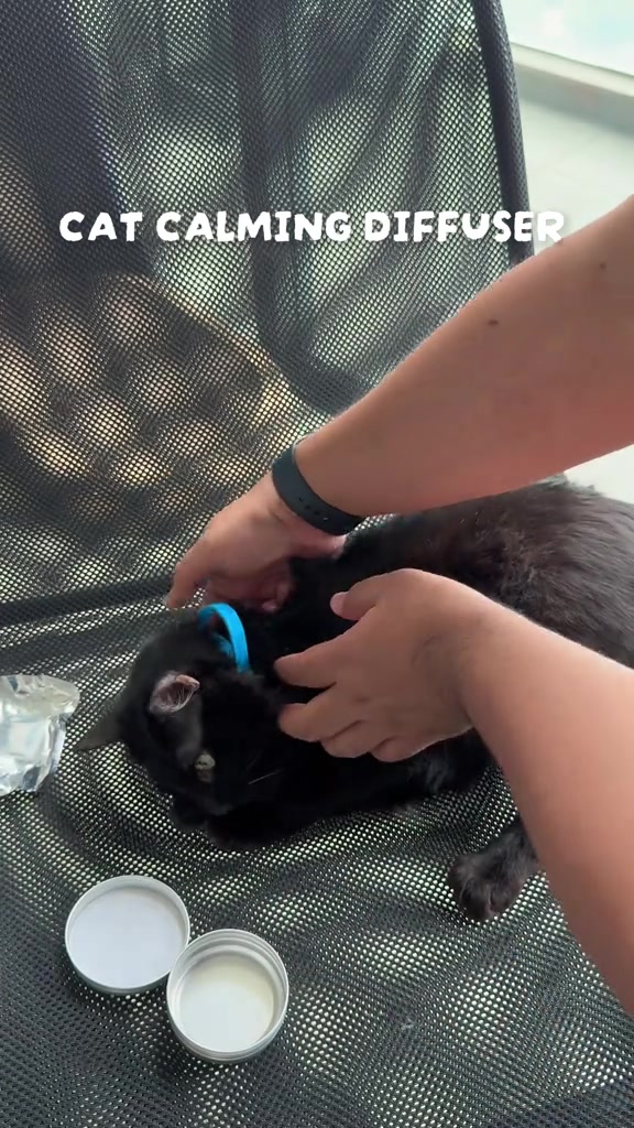 Kucing hitam baring atas kerusi jaring sambil tangan manusia pasang collar feromon biru di lehernya