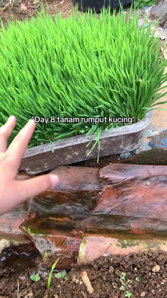 Tangan menghala ke bekas rumput kucing subur yang diletak atas permukaan bata di luar