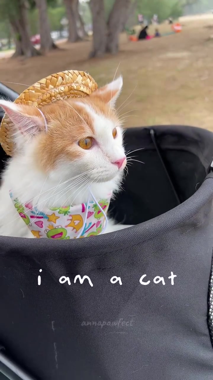 Kucing oren putih bertopi straw anyaman duduk dalam stroller hitam di kawasan pantai
