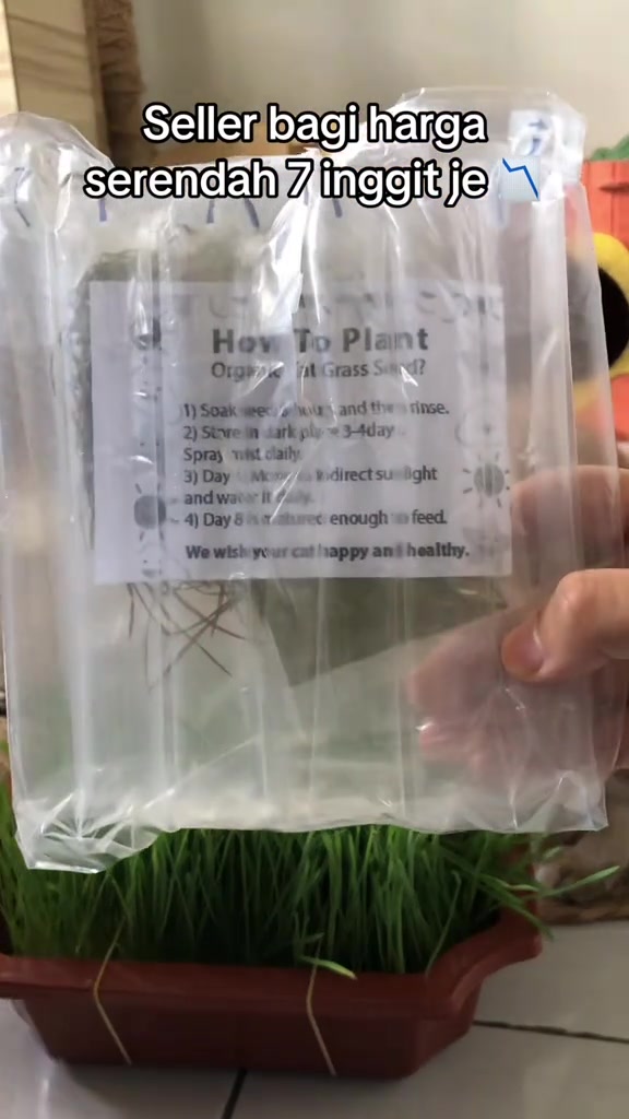 Tangan memegang bungkusan benih rumput kucing berlabel arahan menanam, dengan bekas rumput hijau di bah bawah