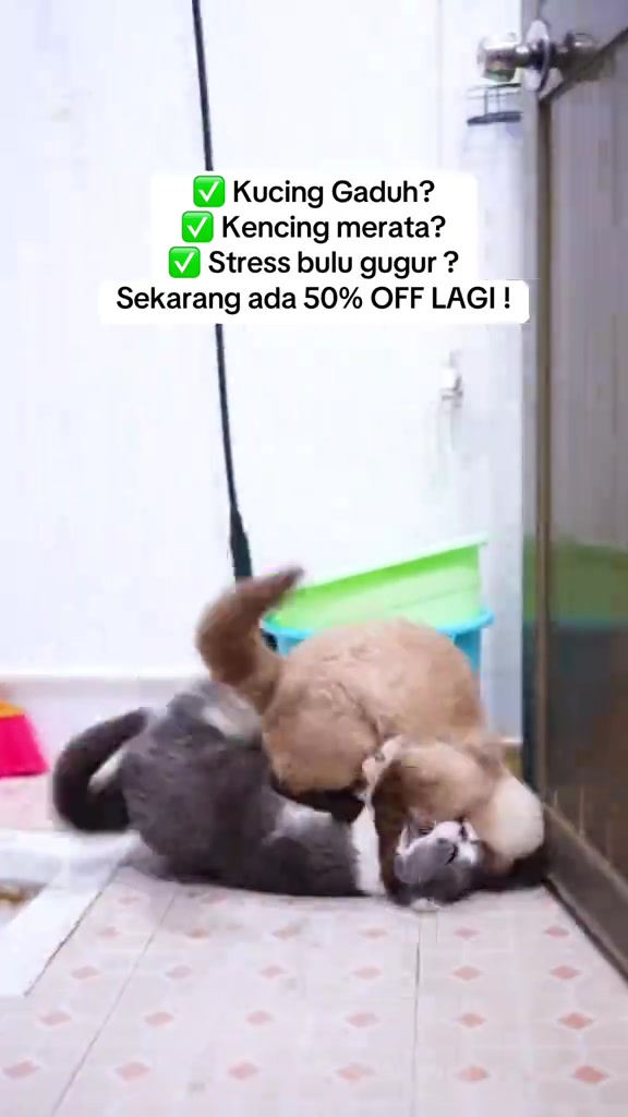 Dua kucing bergelut atas lantai jubin di tepi pintu, situasi gaduh yang sering jadi sebab orang cari diffuser feromon