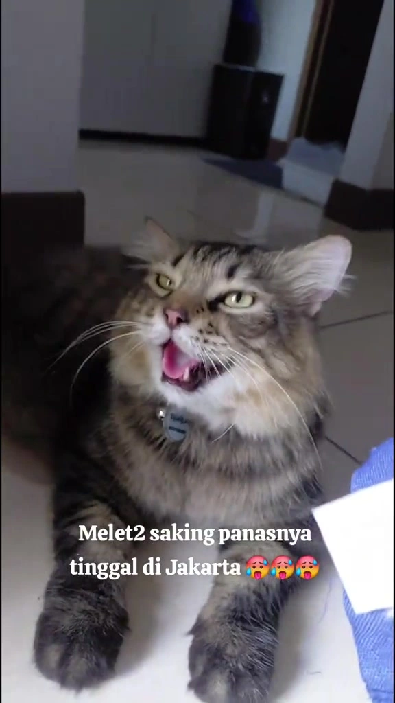 Kucing berdehit kepanasan: beza panas biasa dengan heatstroke, tanda wajib lari ke vet, dan setup apartment KL saya