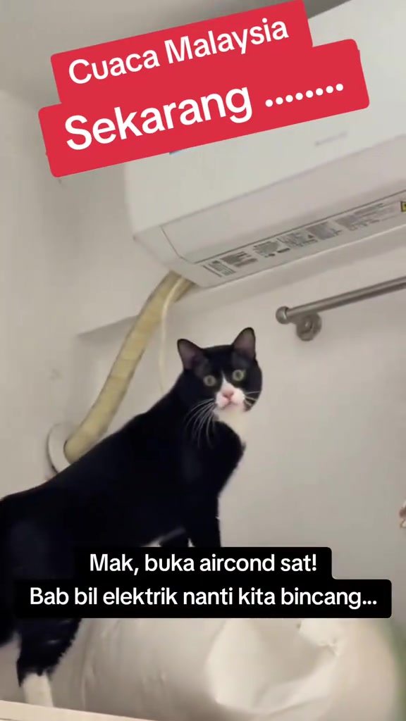 Kucing hitam putih berdiri bawah unit aircond dinding, mendongak ke arah unit