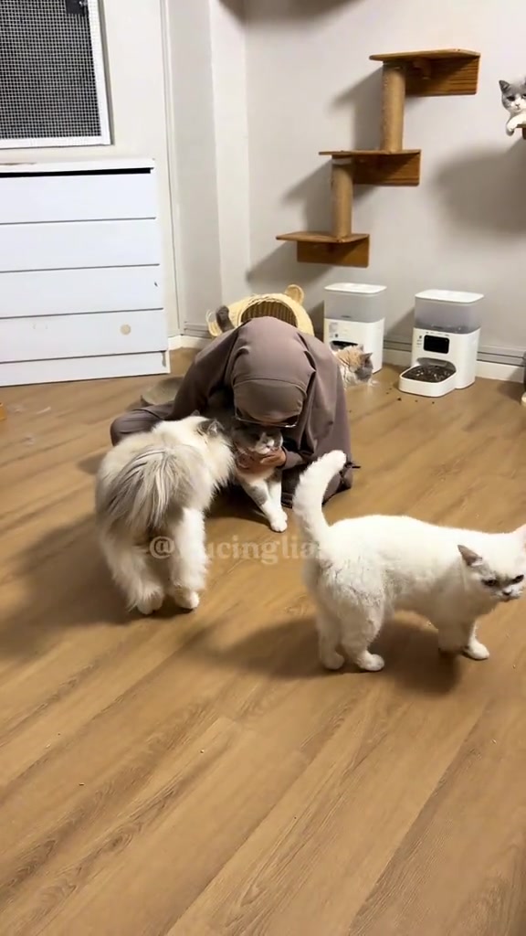 Tinggalkan kucing dua minggu: pilihan jaga, kiraan RM 16 hari, dan perangai kucing bila kita balik