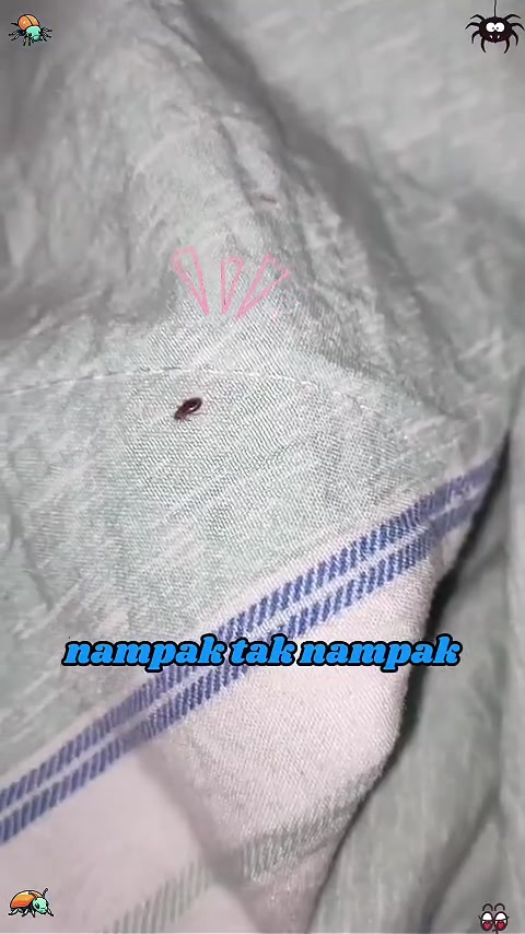 Serangga kecil hinggap pada kain bercorak jalur biru dan putih, tanda perosak kain sudah masuk ke dalam simpanan