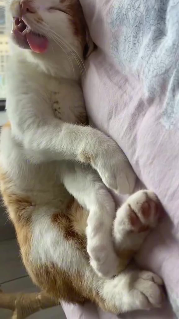 Posisi tidur kucing: makna sebenar tiap gaya, mitos viral menggulung, dan bila kuat tidur jadi tanda bahaya