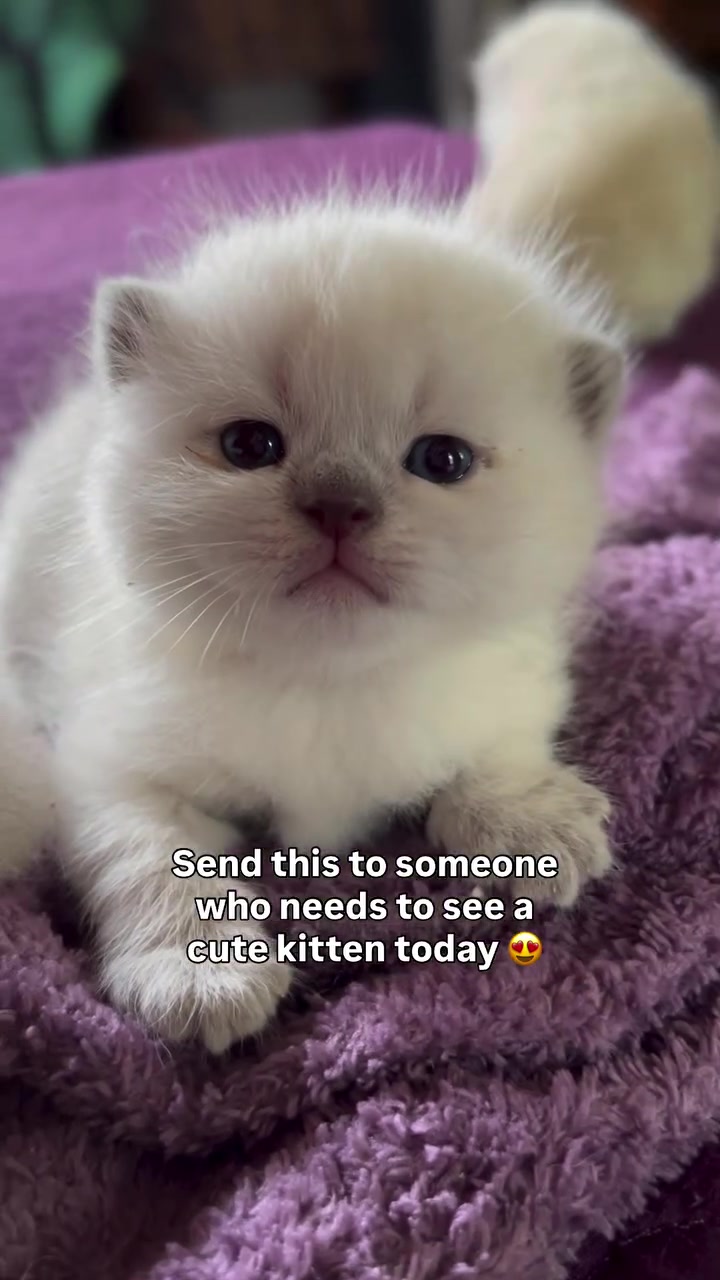 Anak kucing berwarna krim berbaring atas selimut ungu memandang kamera