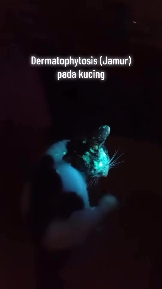 Kucing diperiksa dalam bilik gelap bawah lampu Wood, tompok kulat di kepala dan leher bercahaya hijau