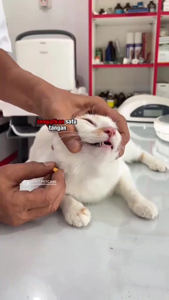 Cara bagi ubat pil pada kucing: urutan yang jadi pada dua majikan saya, pill gun RM1.66, dan aturan campur dalam makanan