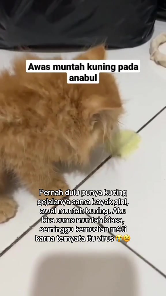 Anak kucing berbulu oren panjang duduk di lantai jubin putih sebelah tompok muntah kuning kehijauan