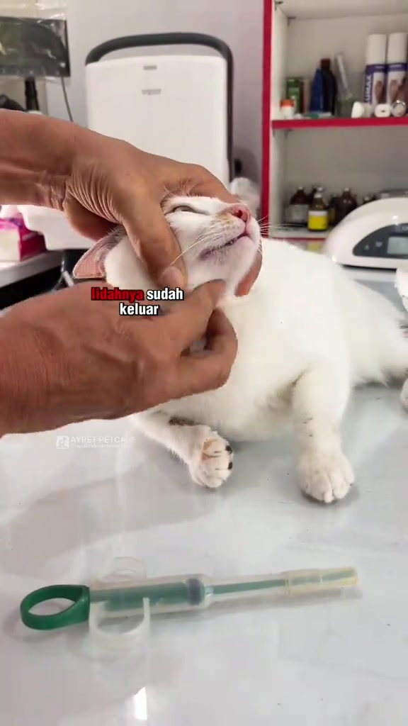 Pill gun diletakkan di meja sementara tangan memegang kepala kucing putih dari atas dengan mulut terbuka