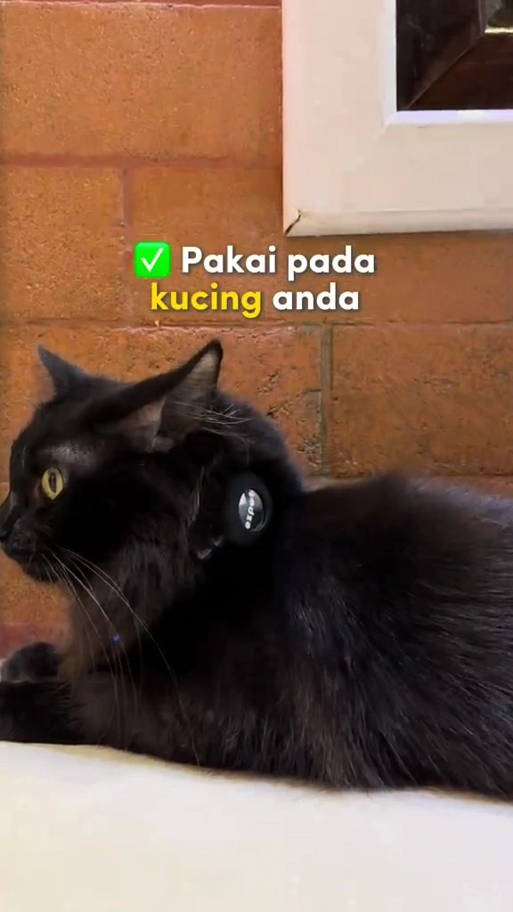 Penjejak kucing: AirTag, tag Find My atau GPS berlangganan — mana saya pasang pada dua majikan di apartment KL