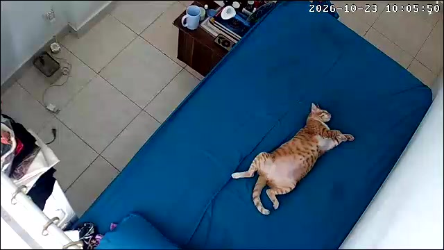 Rakaman CCTV kucing oren terbaring rilek sepenuh badan atas sofa biru dalam bilik berjubin
