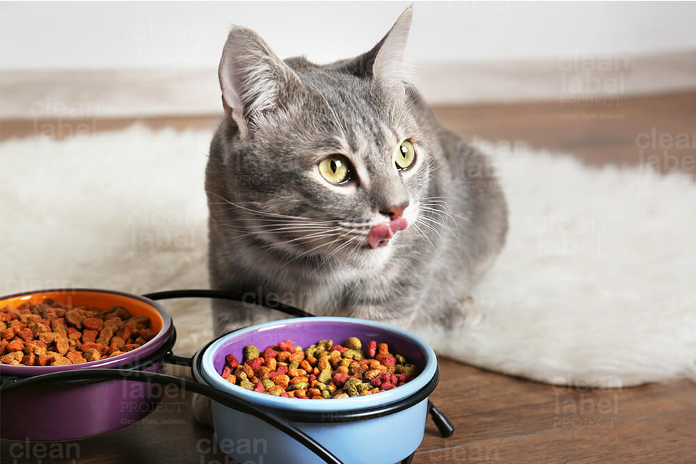 Kucing kelabu duduk di sebelah dua mangkuk makanan kucing kering berwarna
