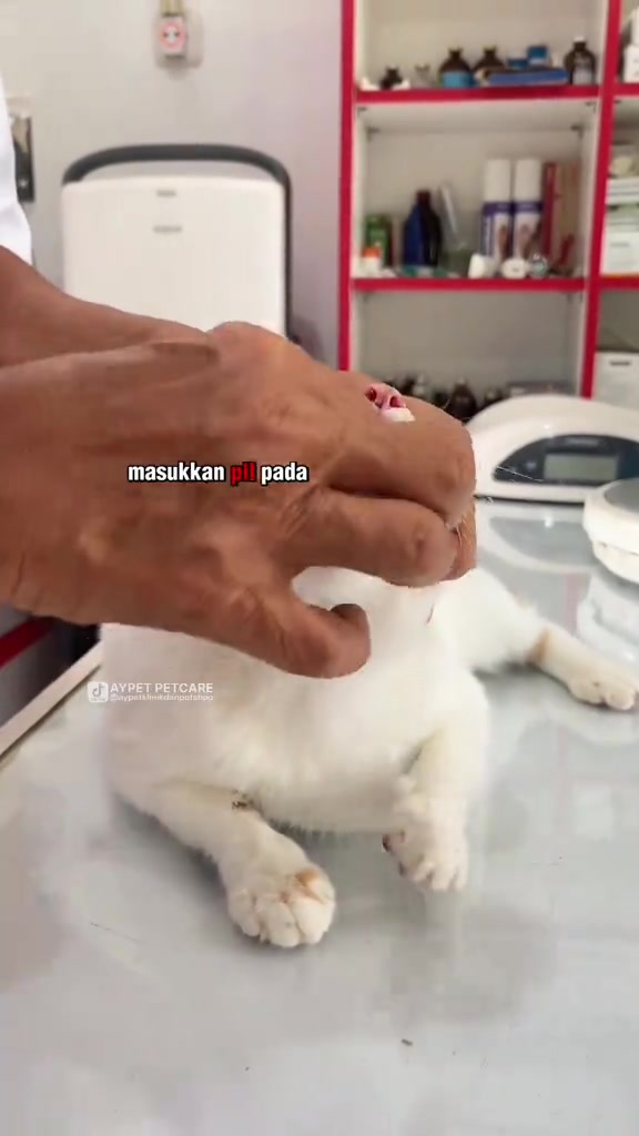Tangan memegang mulut kucing putih tertutup selepas pil dimasukkan, kepala masih dipegang dari atas