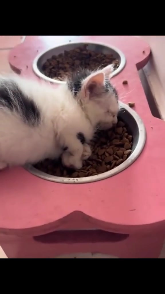 Anak kucing putih berbelang tertidur dengan muka terbenam dalam mangkuk kibbles atas alas merah jambu